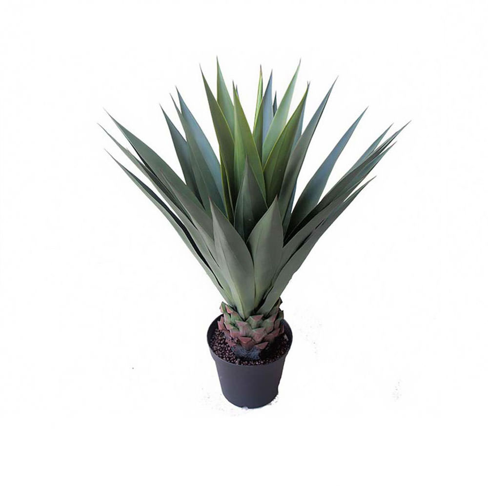 Agaves & Artificial Cycads