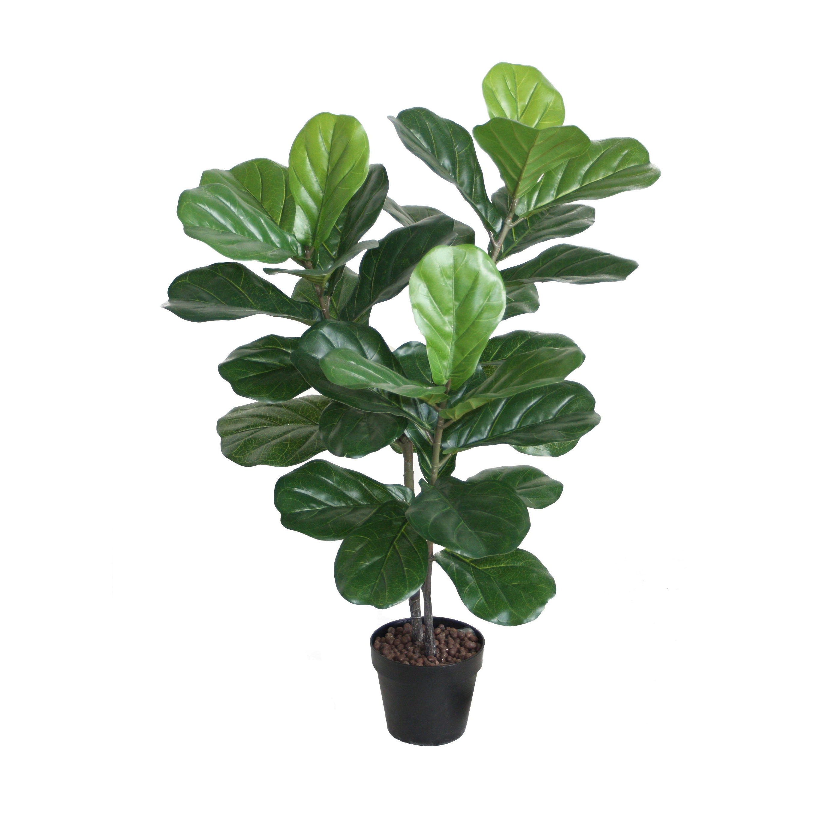 Fiddle Leaf Fig Trees