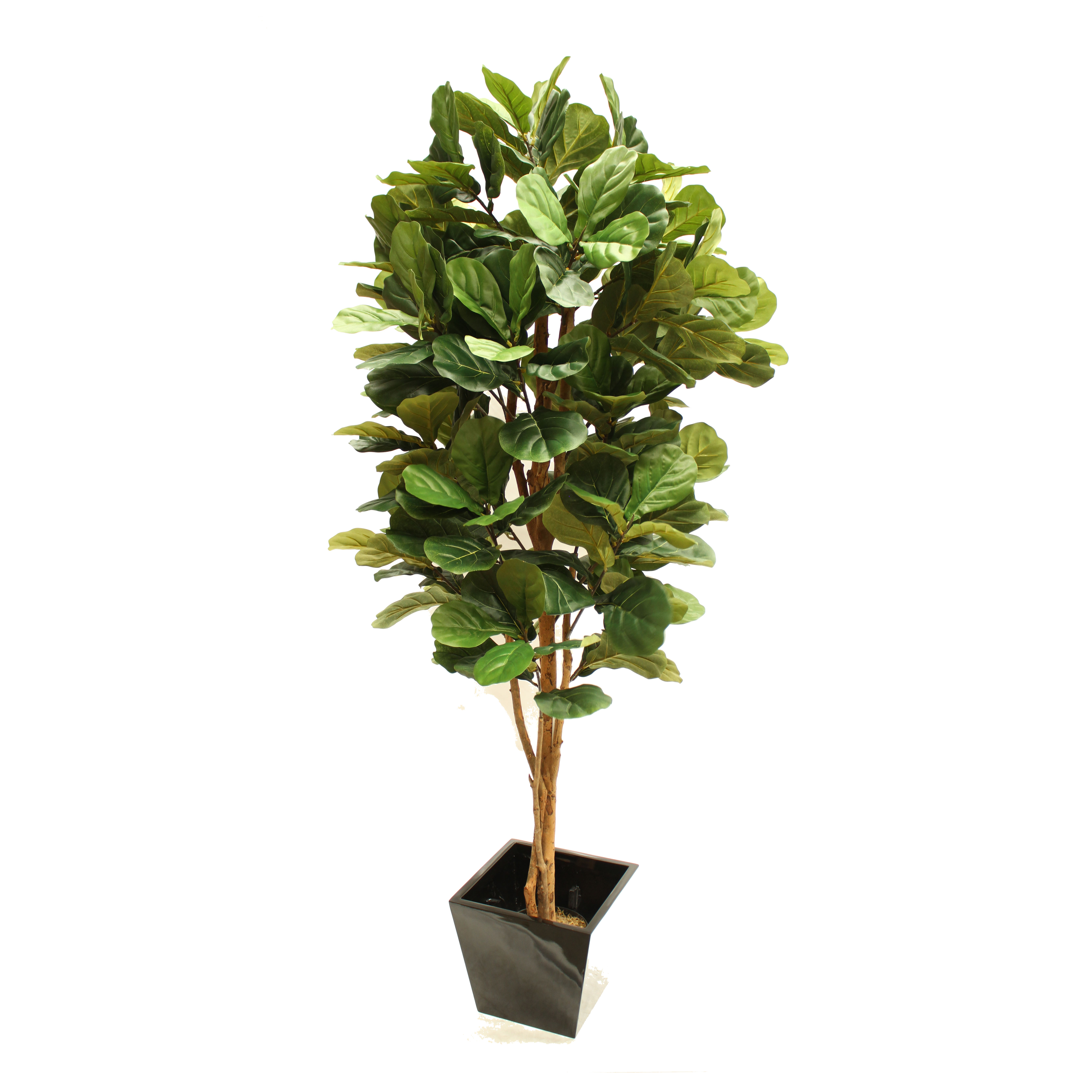 Large Plants Complete with Fibreglass Decor Pot.