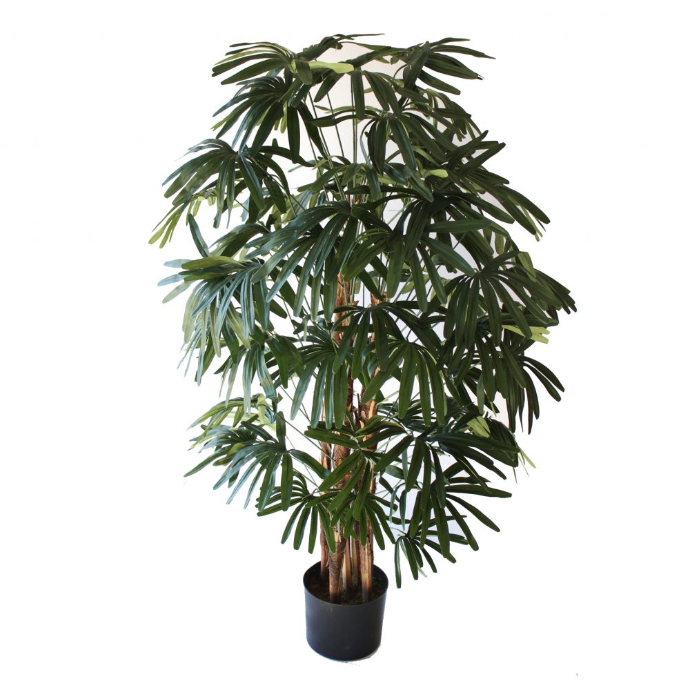 Raphis Palm 1.2m