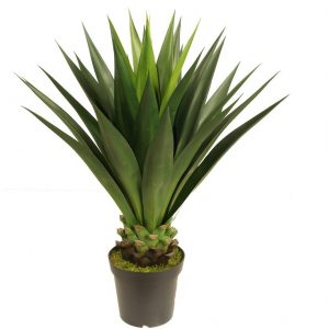 Giant 1m Agave UV Stabilised