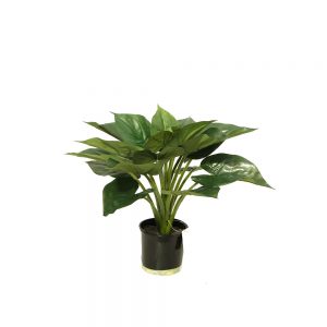 Caladium Plant 54cm Potted
