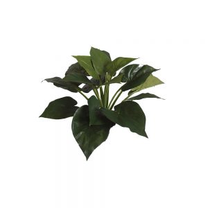 Caladium Plant 54cm No Pot