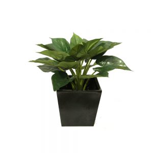 Caladium Plant 54cm With Fibreglass Decorative Pot