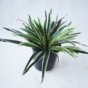 Dracena Bush Green White 47cm (no Pot)