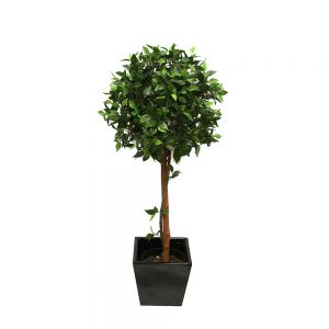 Ficus Ball Topiary Tree 1.2m With Fibreglass Pot