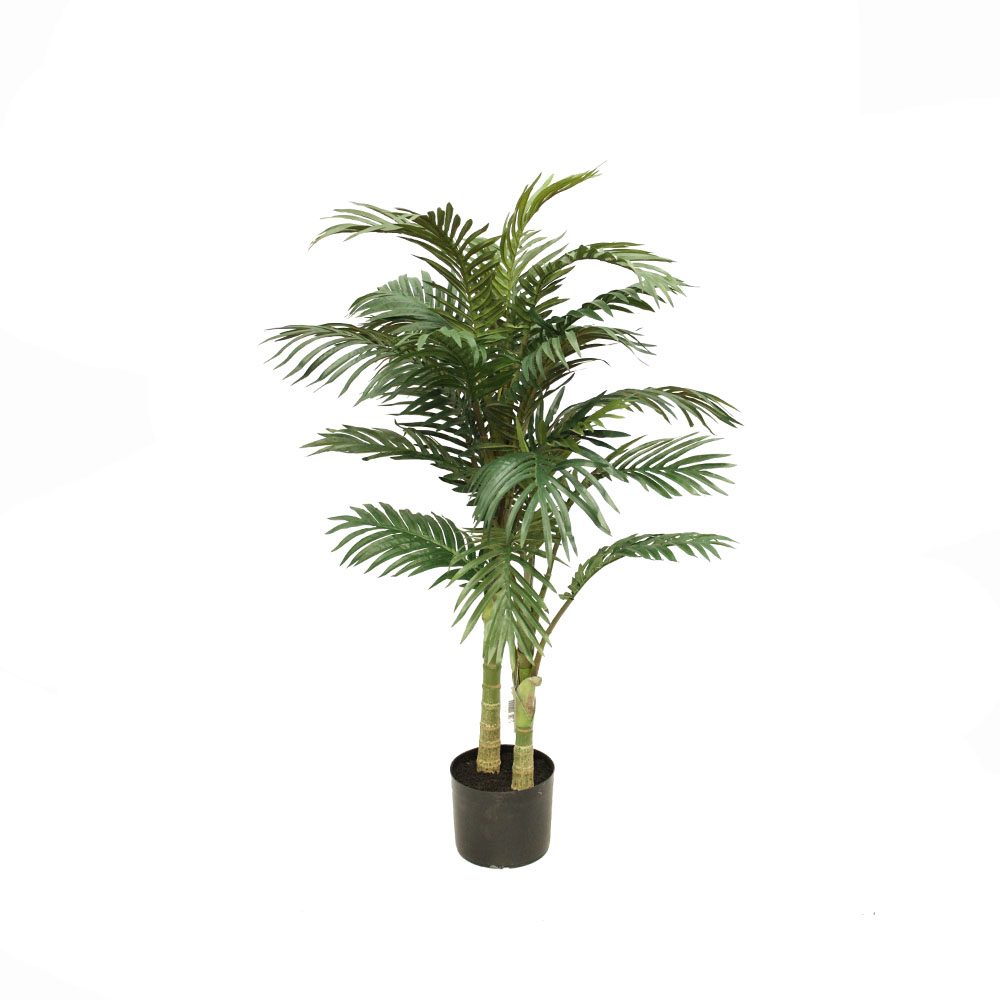 Golden Cane Palm 1.2m