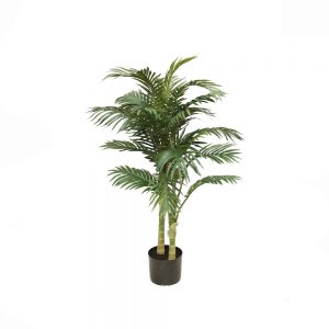 Golden Cane Palm 1.2m