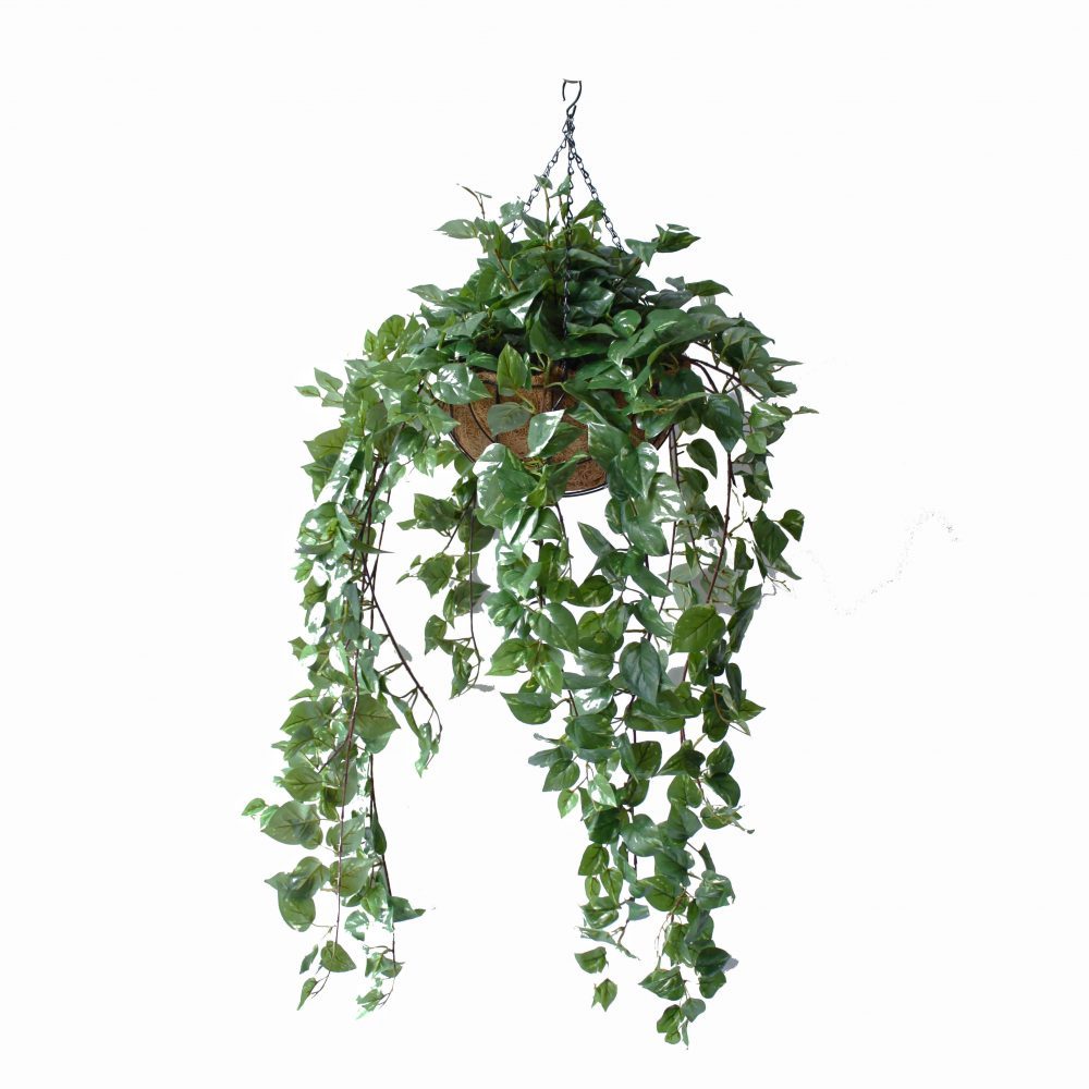 Double Pothos Vine 1m Complete With Hanging Basket