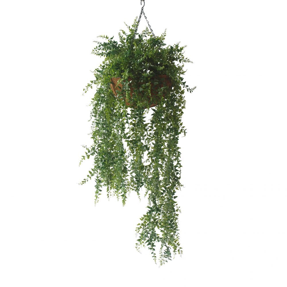Double Maiden Hair Vine In Hanging Basket 102cm uv