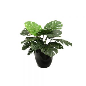 Monstera Plant 60cm With Fibreglass Decorative Pot
