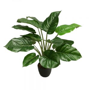 Pothos Plant 60cm