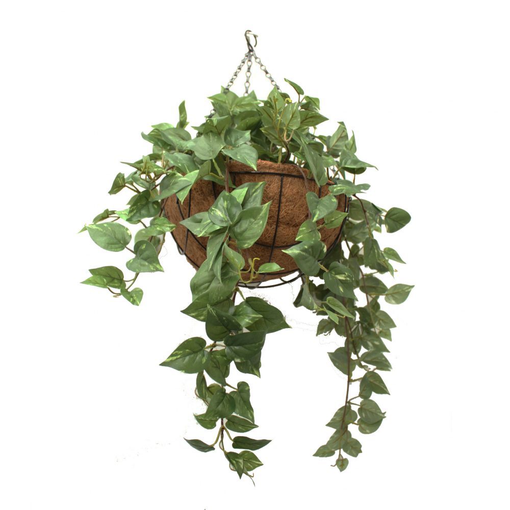 Double Pothos Vine 73cm Complete In Hanging Basket
