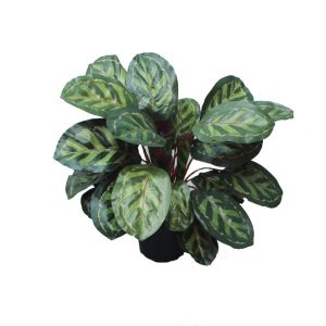 Peacock Bush 45cm No Pot