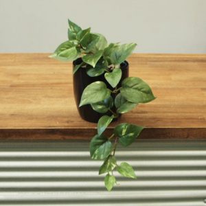 Pothos Vine In Fiberglass Pot