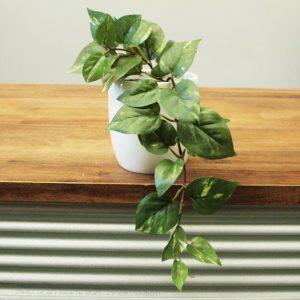 Pothos Vine In Fiberglass Pot