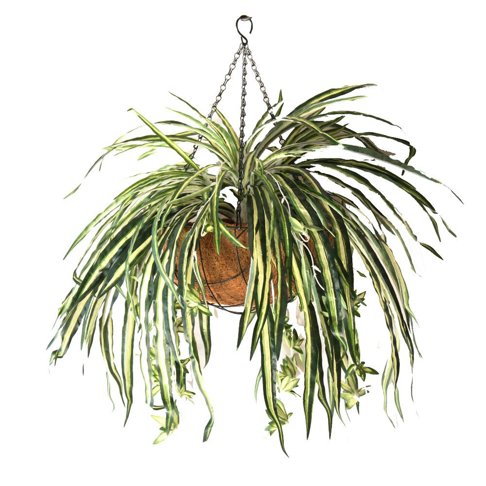 Double Spider Plant 50cm Hanging Basket