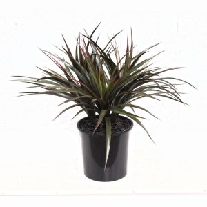 Triple Yucca Plant 45cm Potted UV Stabilised