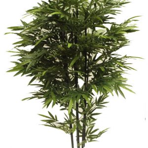 Bamboo Bambusa 2.2m Black Stem