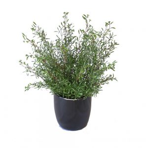 Double Berry Grass Bush 50cm Complete With Fibreglass Pot