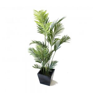 Kentia Palm 1.7m With Fibreglass Pot