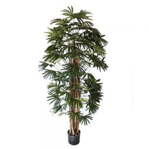 Raphis Palm 1.8m