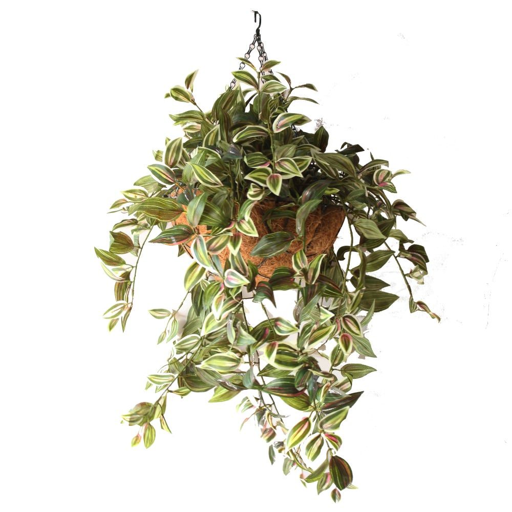 Double Wandering Jew Vine 68cm In Hanging Basket
