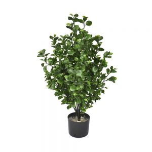 Pittosporum Tree 80cm UV Stabilised Potted