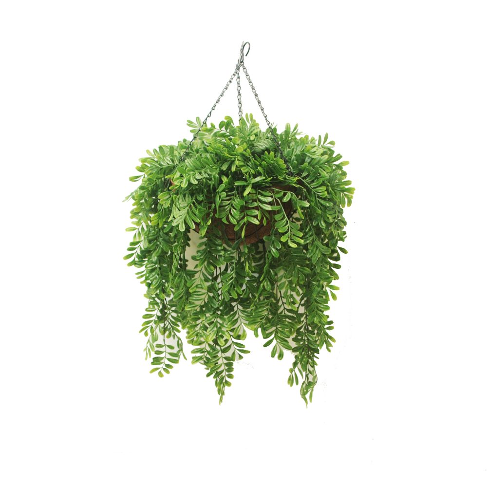 Double Acacia Vine 76cm in Hanging Basket