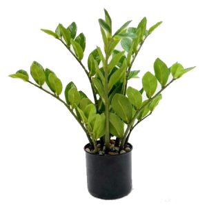 Zanzibar Plant In Plastic Pot 35cm