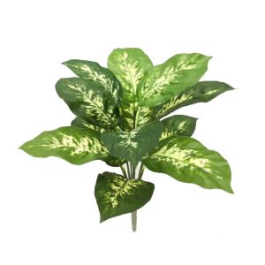 Dieffenbachia Bush 40cm