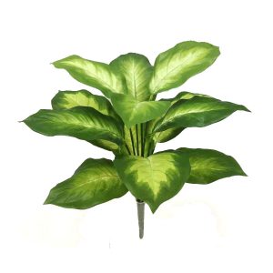 Golden Dieffenbachia Bush 40cm