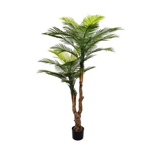 1.85M Robellini Palm UV Stabilised