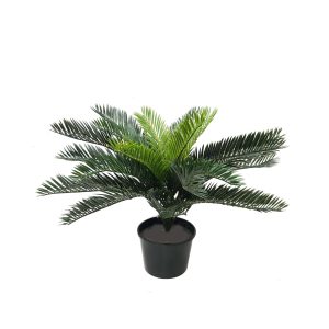 Cycad Palm 45cm Potted