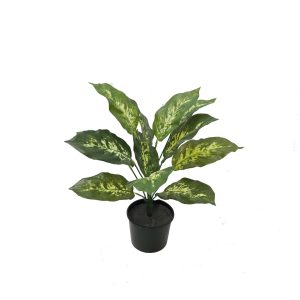 Dieffenbachia Bush 40cm Potted
