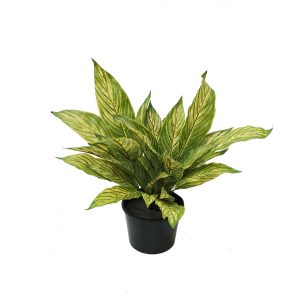 Musa Leaf 30cm Potted