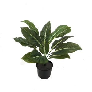 Evergreen Bush 40cm Potted