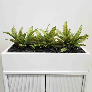 artificial plants | fake plants | planters | office planters | split philo plant | dieffenbachia plant | Alocasia Plant
