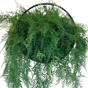 Fern Vine Wall Planter