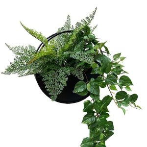 Ruffle Fern and Pothos Vine Wall Planter