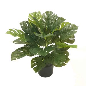 Double Split Philo Bush 40cm Potted