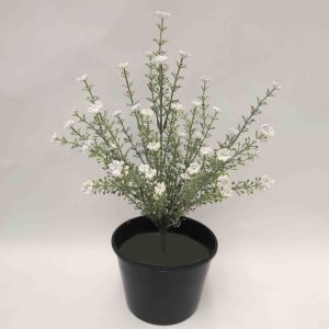 Baby's Breath Bush 35cm with White Flowers Potted