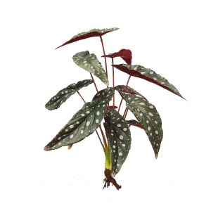 Calathea Bush 48cm