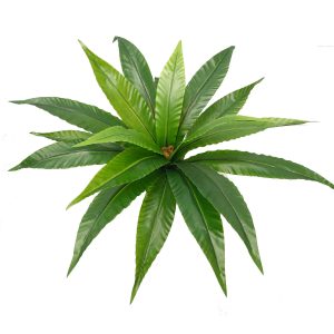 Birdsnest Fern 50cm