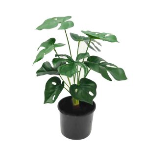 40cm Monstera Bush Potted