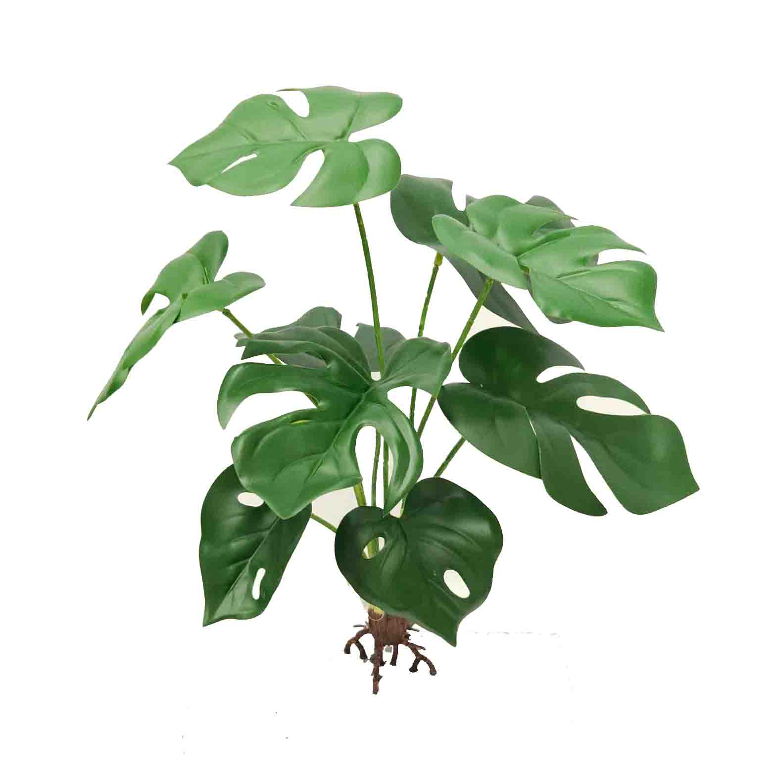 monstera deliciosa wie groß Monstera deliciosa - Monstera deliciosa main image 0