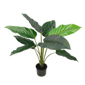 Philodendron Plant 60cm Potted