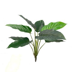 Philodendron Plant 60cm