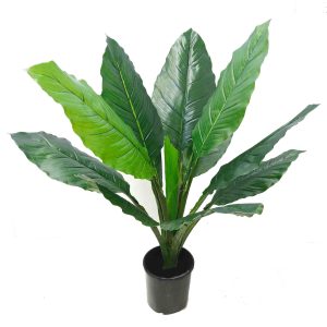Spath Plant 90cm Potted
