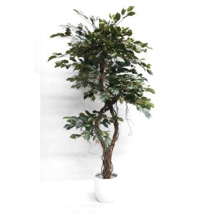 Deluxe Ficus Tree with Twisted Trunk 1.8m with White Fiberglass Pot